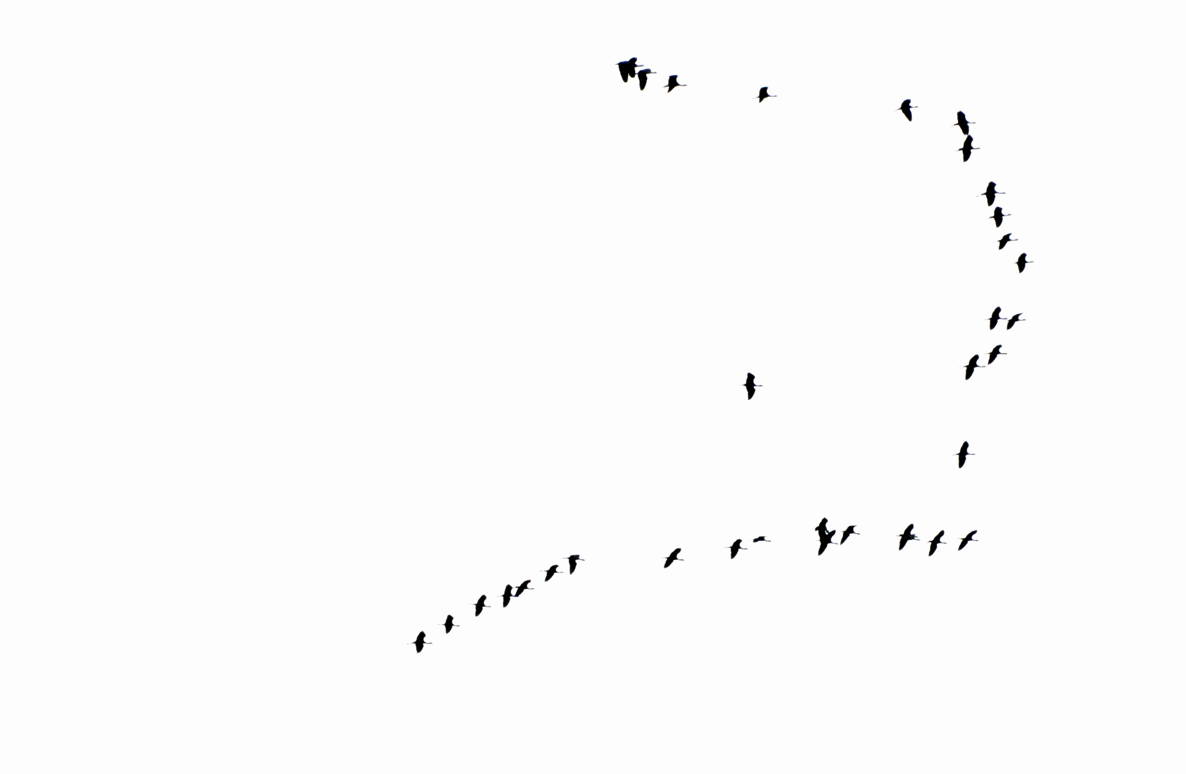 Birds In Sky