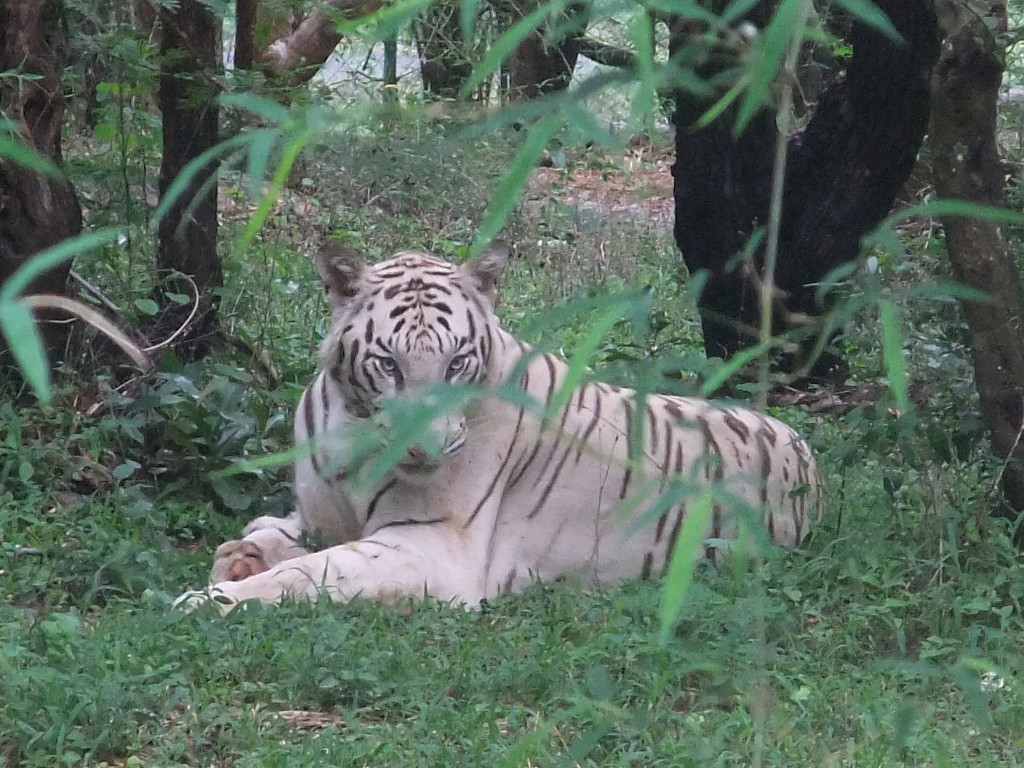 indian white tiger