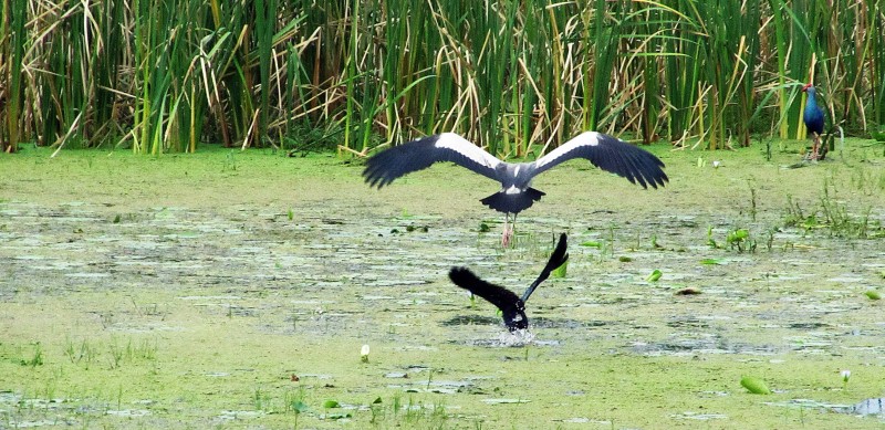 Birds in Kolleru lake