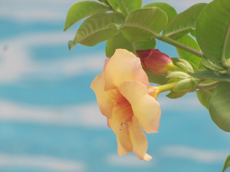 Yellow flower over blue swimming pool