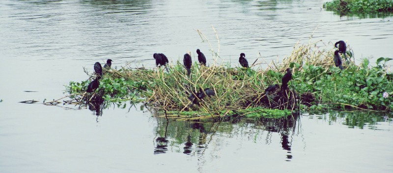 Kolleru bird sanctuary