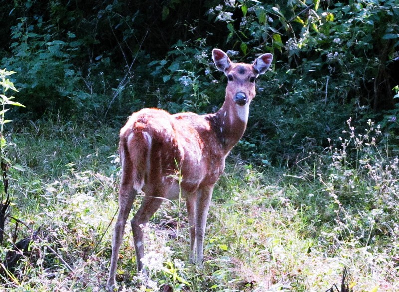 deer at bandipur