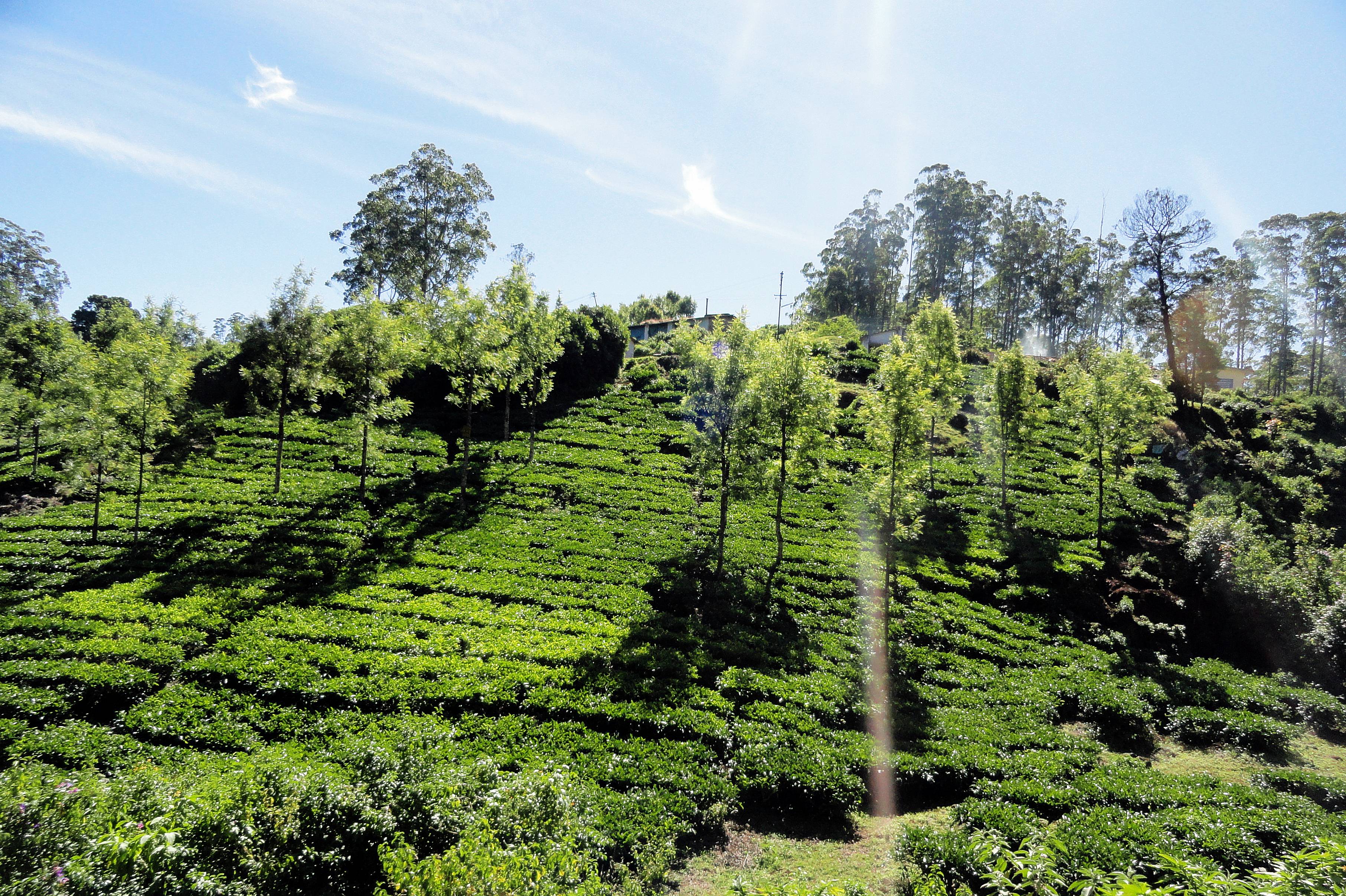 tea estates ooty - Images WorthvieW