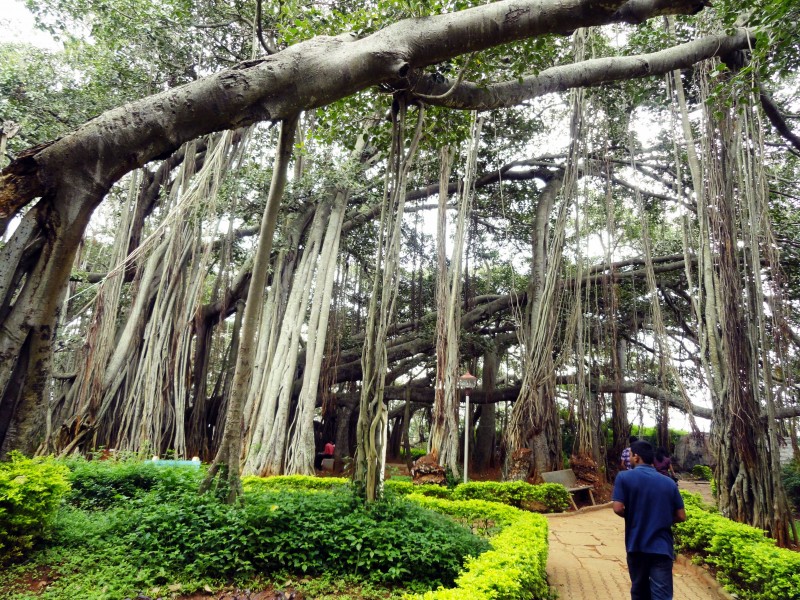 Big Banyan tree 