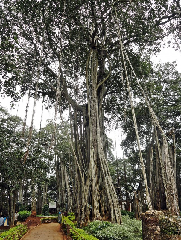 Big Banyan tree