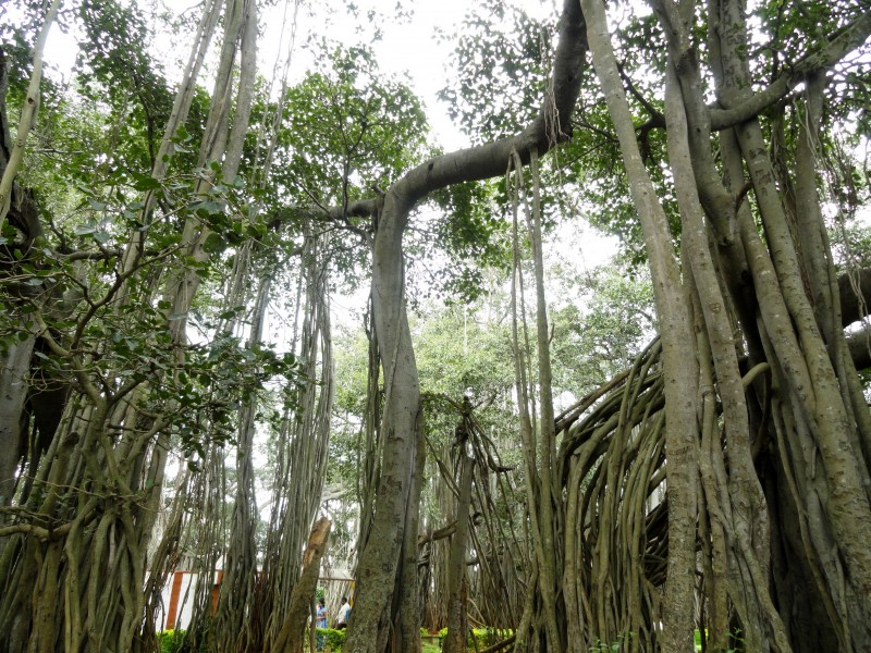 Big Banyan tree bangalore