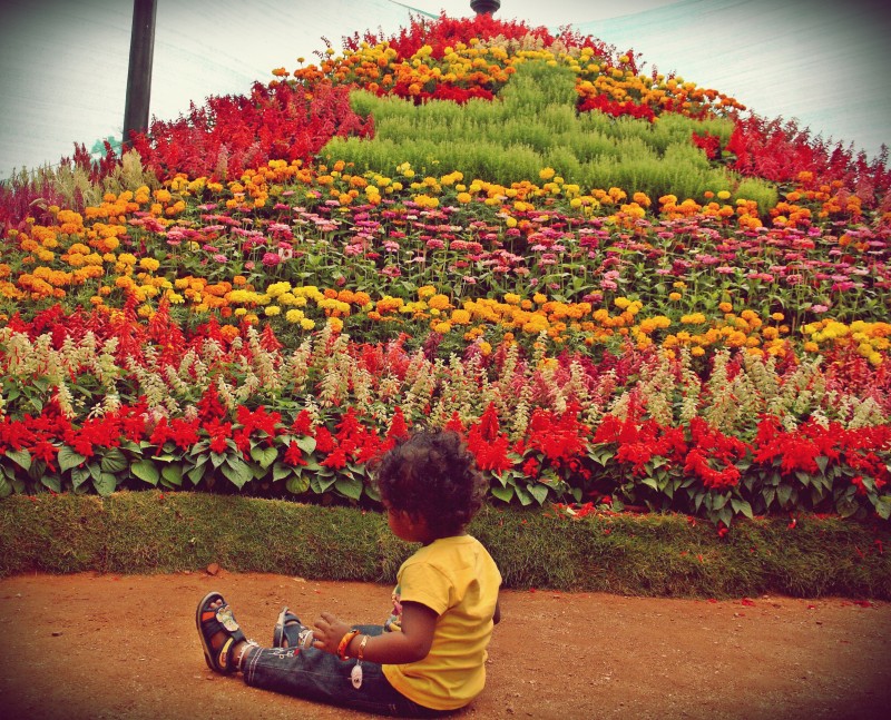 lalbagh flower show 