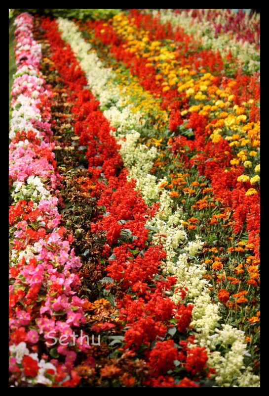 Bangalore flower show