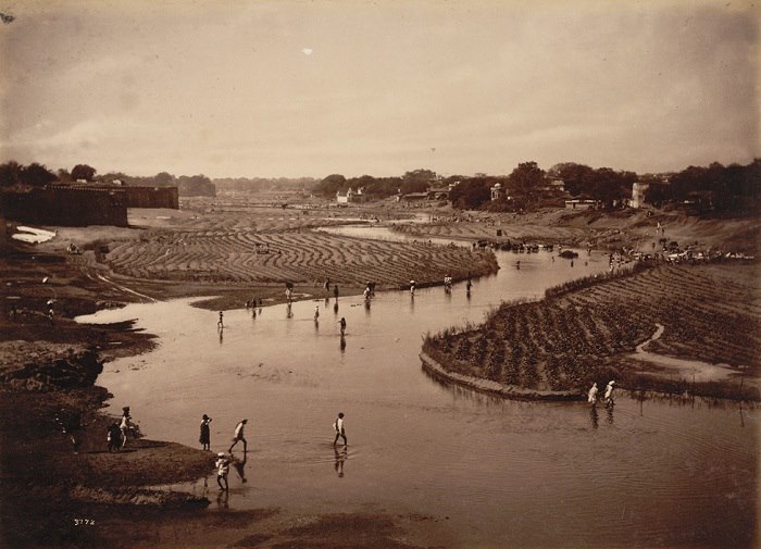 AGRICULTURE IN MUSI RIVER